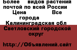 Более200 видов растений почтой по всей России › Цена ­ 100-500 - Все города  »    . Калининградская обл.,Светловский городской округ 